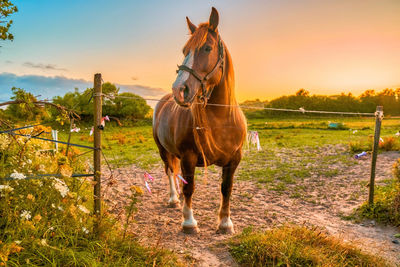 Horse standing in ranch against sky during sunset