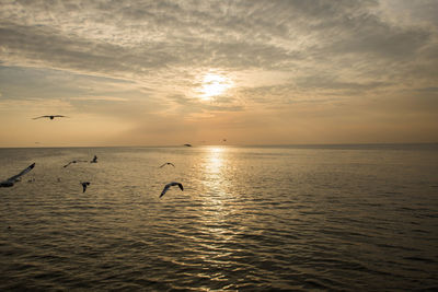 Seagulls flying over sea against sky during sunset