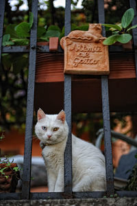 Portrait of cat relaxing by fence 