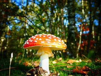 Close-up of fly agaric mushroom