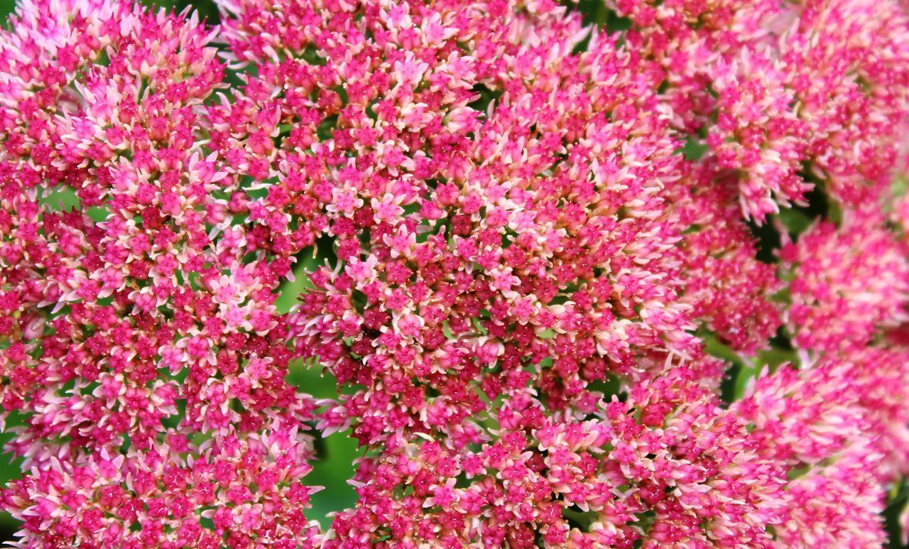 FULL FRAME SHOT OF PINK FLOWERING PLANT