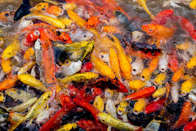 High angle view of koi carps swimming in sea