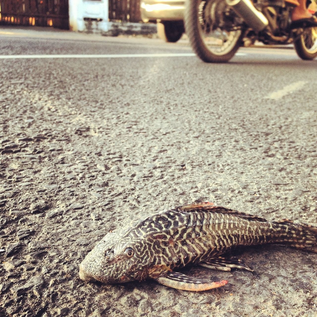 street, transportation, land vehicle, animal themes, road, one animal, mode of transport, asphalt, focus on foreground, bicycle, car, animals in the wild, outdoors, day, wildlife, sidewalk, close-up, surface level, incidental people, side view