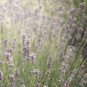 Close-up of purple flowers