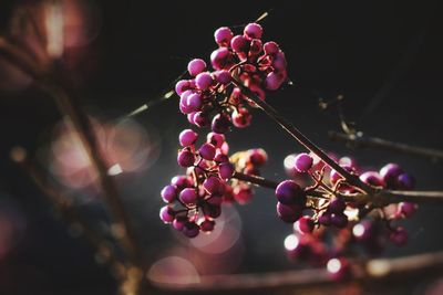 Close-up of purple flowers growing on branch