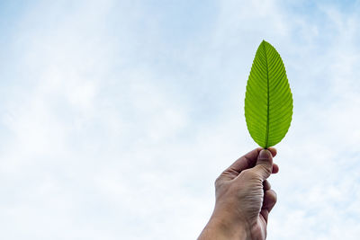 Midsection of person holding leaf against sky