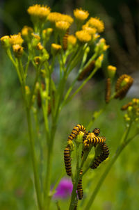 Close-up of insect on flower