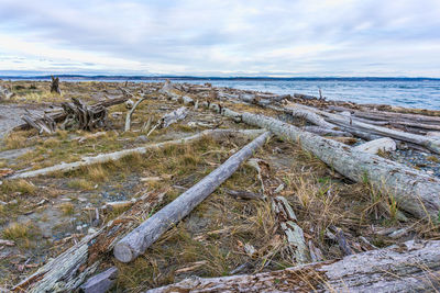 Driftwood lines the shore in port townsend, washington.