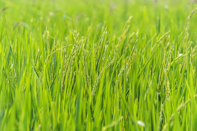 Full frame shot of crops growing on field