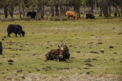 Horses grazing in a field