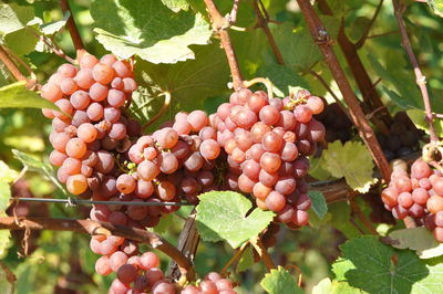 Close-up of grapes growing on tree