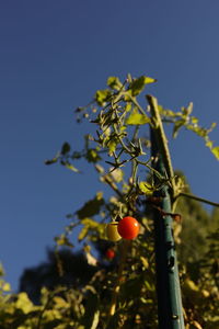 Low angle view of fruits on tree against blue sky