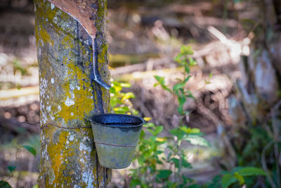 Close-up of plant growing on tree trunk