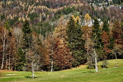 View of pine trees in forest