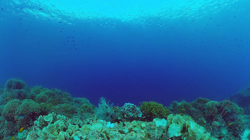 Fish swimming in sea