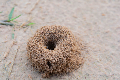 High angle view of a rabbit on sand
