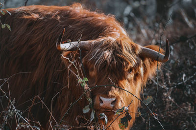 Highland cattle in a field