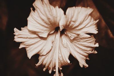 Close-up of flower blooming outdoors