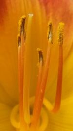 Extreme close up of flower