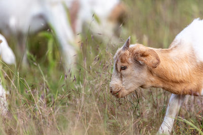 Close-up of pig on field