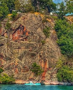 Plants growing on rock by sea