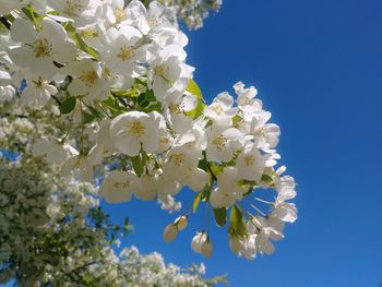 Low angle view of white flowering tree against clear blue sky