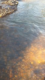 Reflection of trees in water