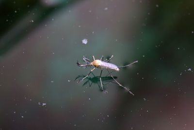 Close-up of insect on leaf