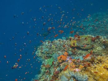 Fish swimming in sea