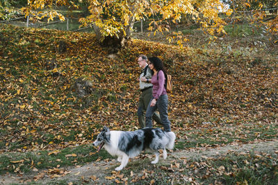 Full body side view of positive mature couple wearing casual outfits strolling together with adorable australian shepherd in sunny autumn park