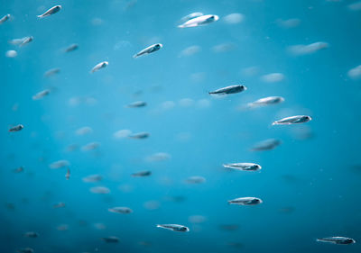 Flock of fish swimming in sea