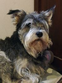 Close-up portrait of dog relaxing at home