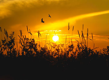 Silhouette plants against orange sky