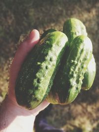 Close-up of hand holding leaf