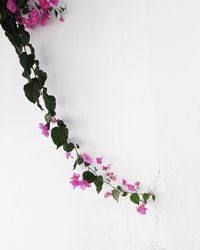 Close-up of pink flowering plant against white wall