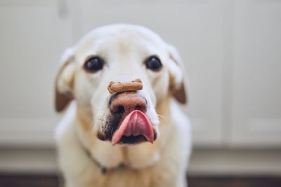 Close-up portrait of dog at home