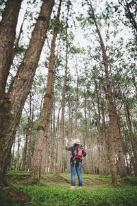 Full length of woman standing amidst trees in forest