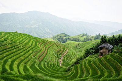 Scenic view of rice paddy against sky