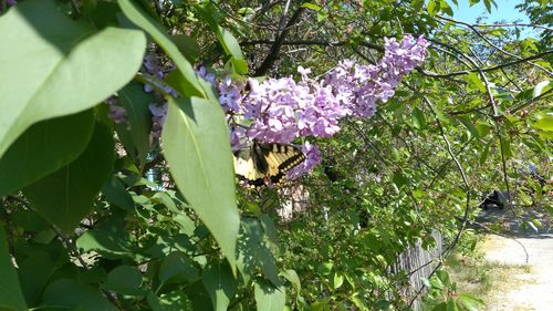 Flowers growing on tree