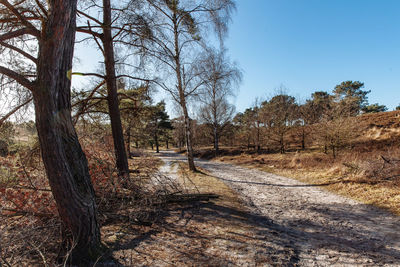 Trees growing in forest against sky