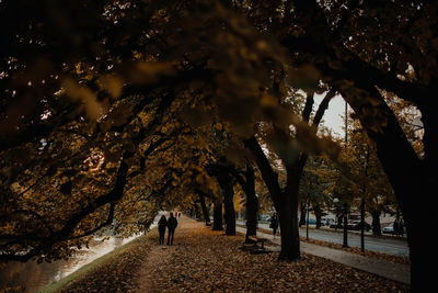 Rear view of person walking amidst trees during autumn