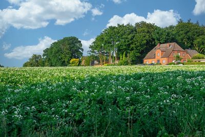 Scenic view of agricultural field against sky