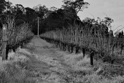 Walkway amidst trees on field against sky