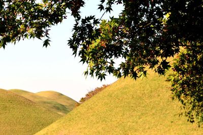 Trees on field against sky