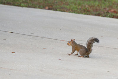 Side view of squirrel on road