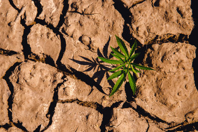 High angle view of plant growing on rock