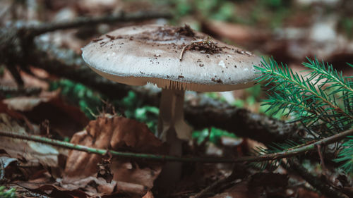 Close-up of fly agaric mushroom