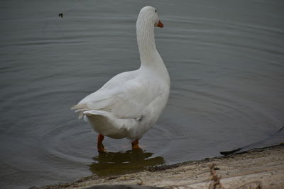 Close-up of bird perching on lake