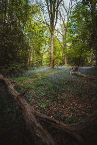 Trees in forest