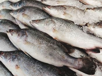 High angle view of fish for sale